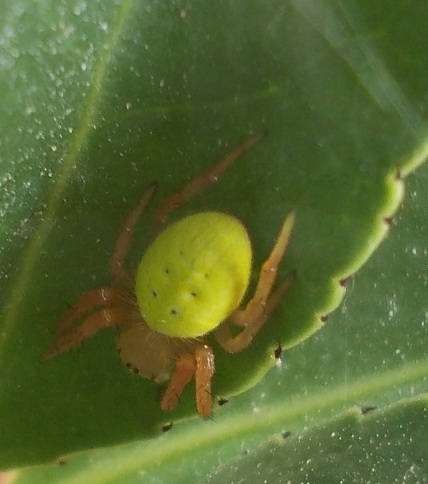 Araniella sp. - Benevento